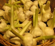 Chinese Food Ingredients: Garlic